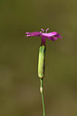 BUITEN BEELD Foto: 362712