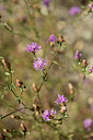 BUITEN BEELD Foto: 362715