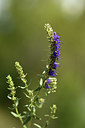 BUITEN BEELD Foto: 362716