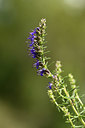 BUITEN BEELD Foto: 362717