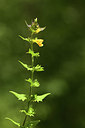 BUITEN BEELD Foto: 362722