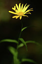 BUITEN BEELD Foto: 362755