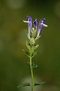 BUITEN BEELD Foto: 362765