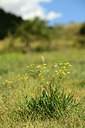 BUITEN BEELD Foto: 362801