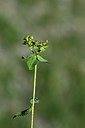 BUITEN BEELD Foto: 362812