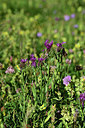 BUITEN BEELD Foto: 362825