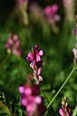 BUITEN BEELD Foto: 362830
