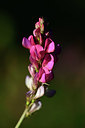 BUITEN BEELD Foto: 362832
