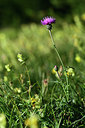 BUITEN BEELD Foto: 362838
