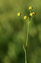 BUITEN BEELD Foto: 362839