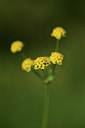 BUITEN BEELD Foto: 362841