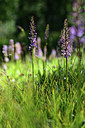 BUITEN BEELD Foto: 362853