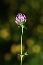 BUITEN BEELD Foto: 362863