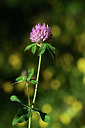 BUITEN BEELD Foto: 362864