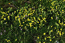 BUITEN BEELD Foto: 362869