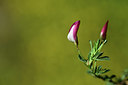 BUITEN BEELD Foto: 362873