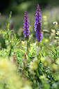 BUITEN BEELD Foto: 362876