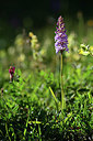 BUITEN BEELD Foto: 362877