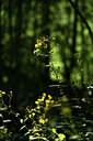 BUITEN BEELD Foto: 362898