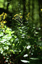 BUITEN BEELD Foto: 362899