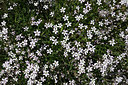 BUITEN BEELD Foto: 362932