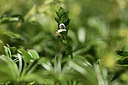 BUITEN BEELD Foto: 362959