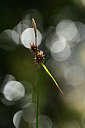 BUITEN BEELD Foto: 362977