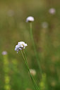 BUITEN BEELD Foto: 362993