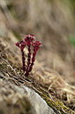 BUITEN BEELD Foto: 362997