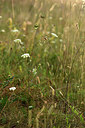 BUITEN BEELD Foto: 363010