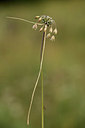 BUITEN BEELD Foto: 363015
