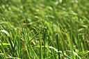 BUITEN BEELD Foto: 363070
