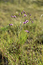 BUITEN BEELD Foto: 363116