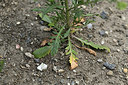 BUITEN BEELD Foto: 363160