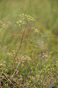 BUITEN BEELD Foto: 363164