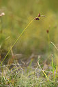 BUITEN BEELD Foto: 363165