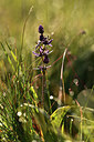 BUITEN BEELD Foto: 363177