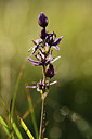 BUITEN BEELD Foto: 363179