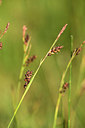 BUITEN BEELD Foto: 363184
