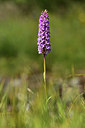 BUITEN BEELD Foto: 363250