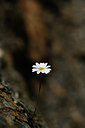 BUITEN BEELD Foto: 363369