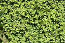BUITEN BEELD Foto: 363410