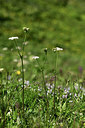 BUITEN BEELD Foto: 363471