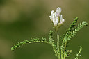 BUITEN BEELD Foto: 363515