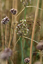 BUITEN BEELD Foto: 363524