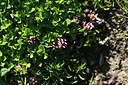 BUITEN BEELD Foto: 363528
