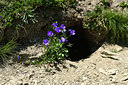 BUITEN BEELD Foto: 363584