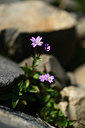BUITEN BEELD Foto: 363588