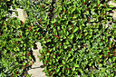BUITEN BEELD Foto: 363600