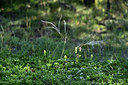 BUITEN BEELD Foto: 363621